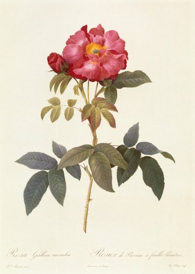 Rosa Gallica Caerulea von Pierre Joseph Redouté